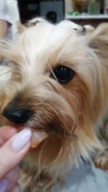 2 кусочека колбаски #йорк #йоркширскийтерьер #тотошка #собака #песик #колбаса смотреть онлайн