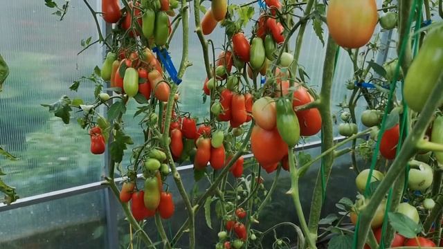 5 причин посадить 'Дамский пальчик' в этом году! Вкус, который не купишь в магазине смотреть онлайн