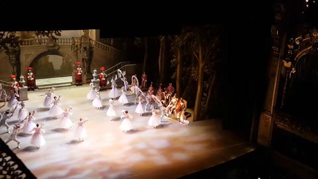 Спящая красавица '