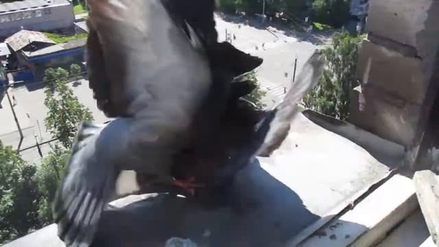 Голубь Изверг - унижает и избивает за гречку - Dove bloody predator смотреть онлайн