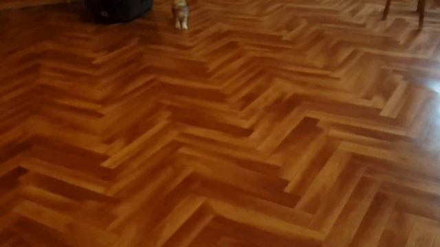 Британские и шотландские котята. смотреть онлайн