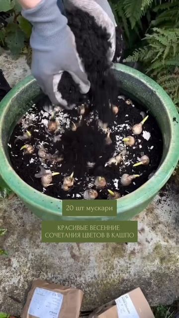 Откройте для себя мир красивых сочетаний цветов в кашпо и преобразите свой сад смотреть онлайн