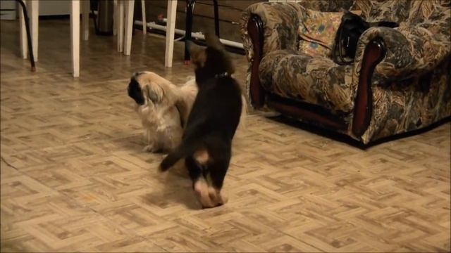 Прикольные собаки смотреть онлайн