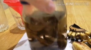 Супер подкормка! Банановая кожура, как бюджетное, но эффективное удобрение для комнатных растений.