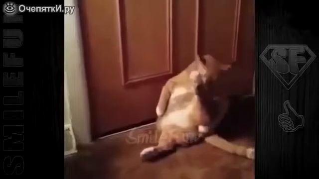 До слёз прикольные кошки смотреть онлайн