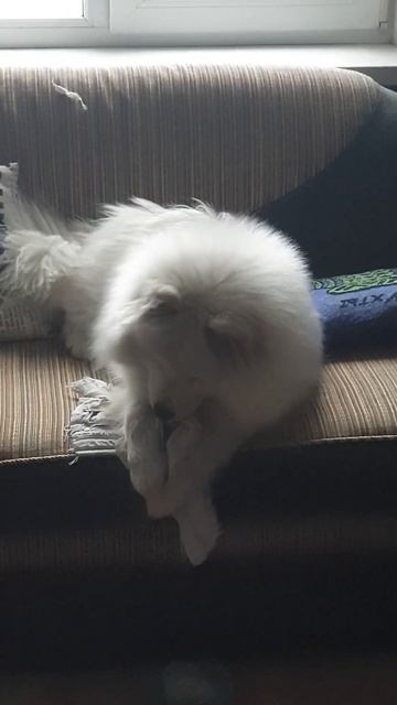 Доброе утро!#самоед #пушистики #самоедскаялайка #самоеды #Самоед Югра