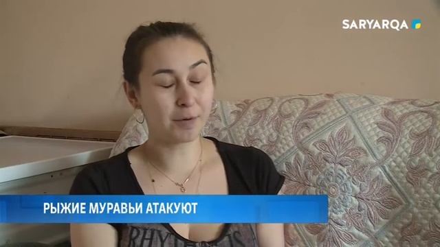 РЫЖИЕ МУРАВЬИ АТАКУЮТ смотреть онлайн