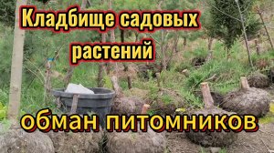 Как нас обманывают в питомниках растений