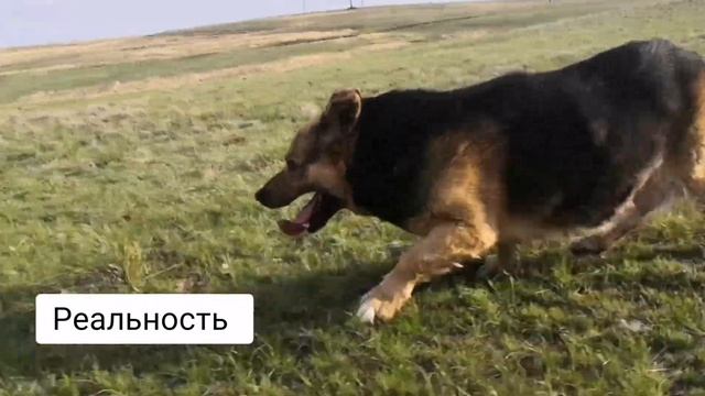 Купил немецкую овчарку. Ожидание/реальность смотреть онлайн