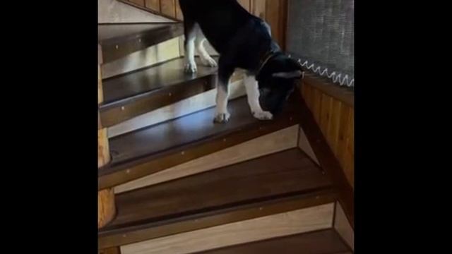 Щенок ВЕО смотреть онлайн