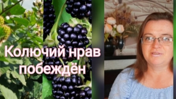 Выращивание и формирование бесшипой земляники смотреть онлайн