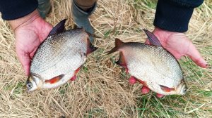 ФИДЕР В ДУГУ ОТ ТАКИХ ПОКЛЁВОК! Весенняя ЛОВЛЯ НА ПРИТОКЕ ВОЛГИ на фидер! Рыбалка 2025