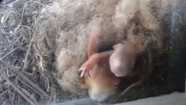 Такое вот ЧУДО наблюдаю за окном смотреть онлайн