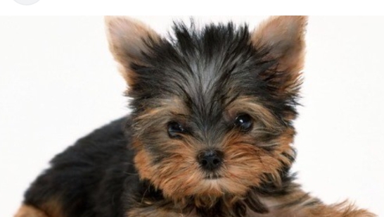 как научить собаку давать  лапу ?🐾