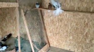 Голуби. г Борисоглебск