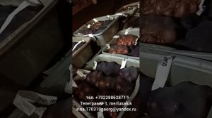 Лук шалот семейка 26 сортов-ролик 8(предпосадочная подготовка!)