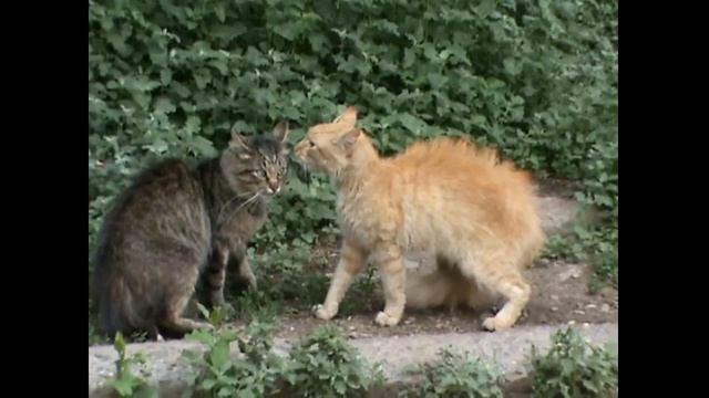 РУГАЮЩИЕСЯ КОТЫ смотреть онлайн