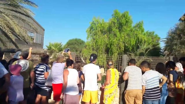 #крокодилы Кормление на крокодиловой ферме.… Тунис смотреть онлайн