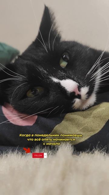 Когда в понедельник понимаешь, что всё опять начинается с начала #юмор #котики #приколы #животные смотреть онлайн