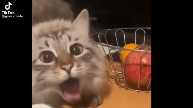 я шепну тебе на ушко #мем смотреть онлайн