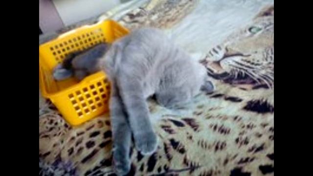 мой котик Максик | ИСТОРИЯ И ПРИКОЛЫ И Т.Д. смотреть онлайн