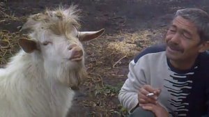 Курящий козел