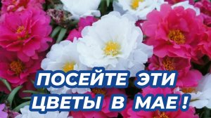 Что посеять в мае? Неприхотливые цветы, которые можно посеять сразу в грунт без рассады