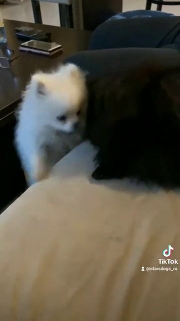 любовь она и у Шпицев любовь