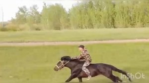 Карачаевский жеребец