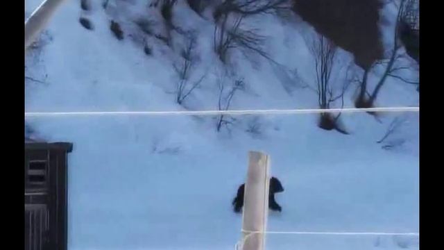Эту страну не победить Русские приколы эпизод медведи смотреть онлайн