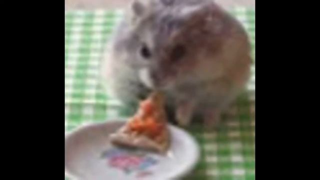 ПРОСТО ХОМЯЧКИ смотреть онлайн