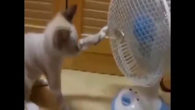 Прикольные кошки ! Funny Cats! Ржач TV 56