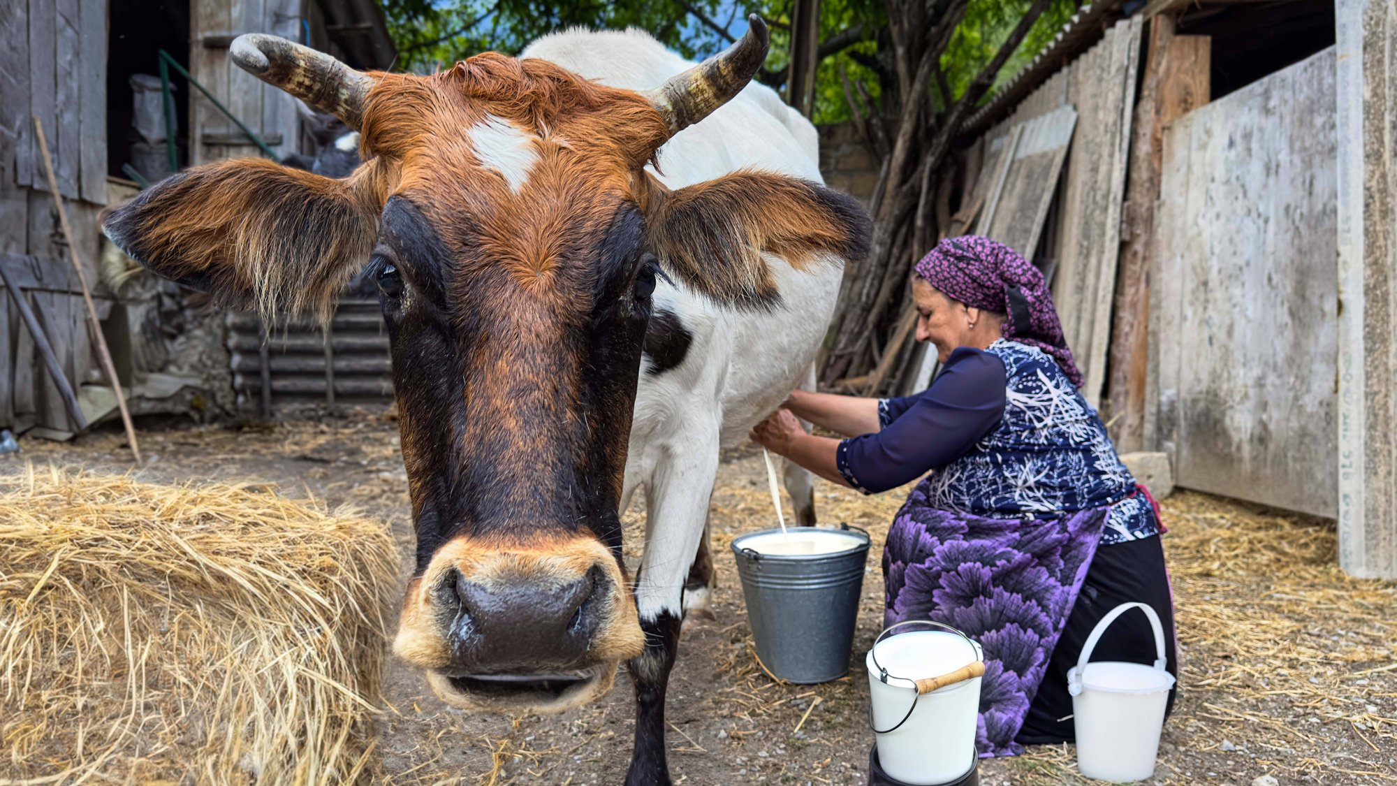 Деревенская жизнь: как приготовить вкусные и полезные блюда из свежего молока смотреть онлайн