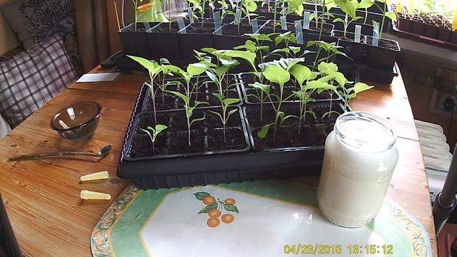 Подкормка рассады дрожжами и сахаром. Миф или реальность?!