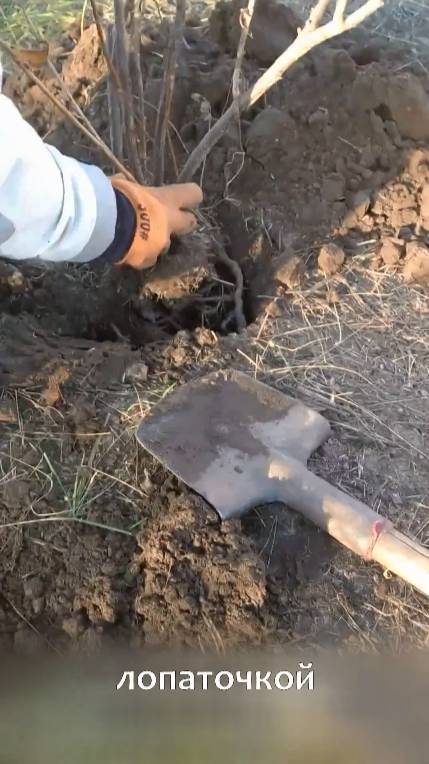 жена сломала две лопаты :)