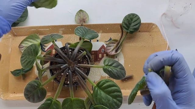 Сосудистый бактериоз у фиалки