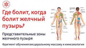 Где болит, когда болит желчный пузырь? Представительные зоны желчного пузыря. Фрагмент обучения