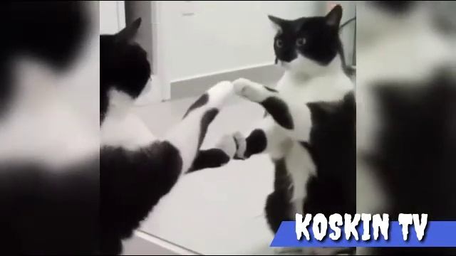 Видео котиков | смешные котики #2 смотреть онлайн