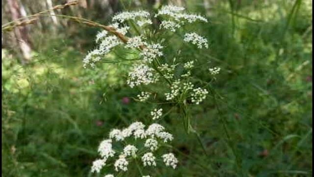 16-07-24 Прогулка на гору Татищева. Екатеринбург смотреть онлайн