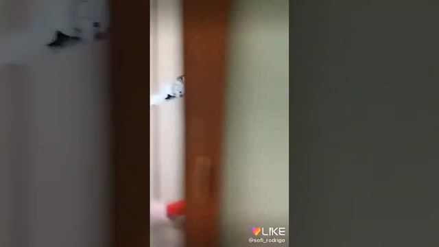 Прикольные видео из лайка смотреть онлайн