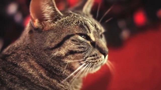 ЛУЧШИЕ ПРИКОЛЫ с котиками #1 СМЕШНЫЕ КОТИКИ (funny moments compilation) смотреть онлайн