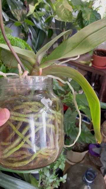 Орхидея фаленопсис