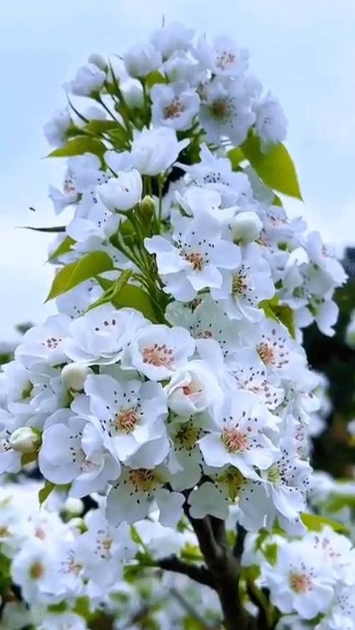 Никогда ни ... смотреть онлайн