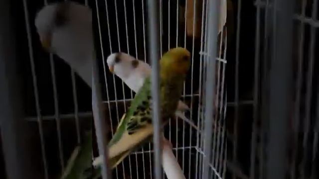 Мои попугаи #6
