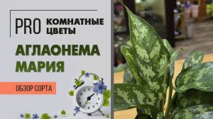Аглаонема Мария. Обзор сорта. Самое популярное растение для озеленения офиса и ресторана.