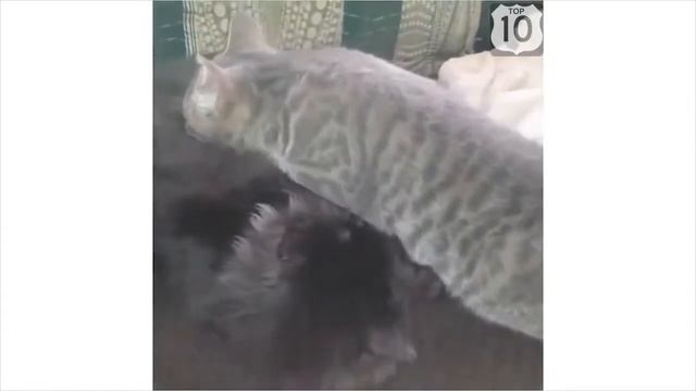 Класные приколы с котами Супер смешные коты Видео приколы про котов Улетные жив смотреть онлайн