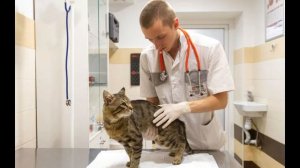 Мир профессий - "Ветеринар"