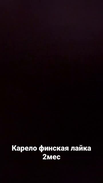 Карело финская лайка ,,Ляля,, 2 месяца смотреть онлайн