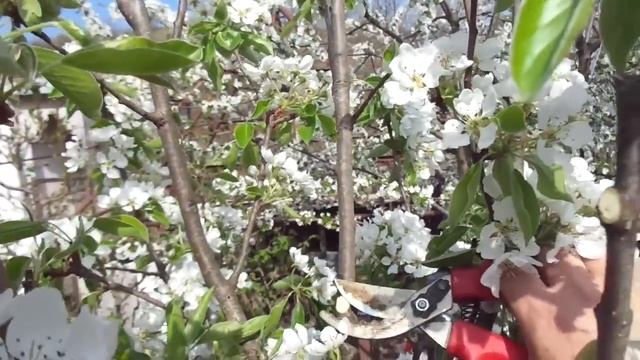 Обрезка груши и яблони — 3 главных закона, которые должен знать каждый садовод смотреть онлайн