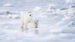 Заплутали мишки заплутали.